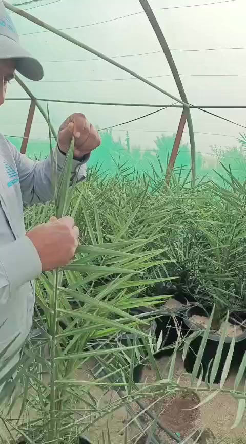 اللهم صل على محمد وال محمد
#برحي نسيجي 
مكان ناصريه 
***********
