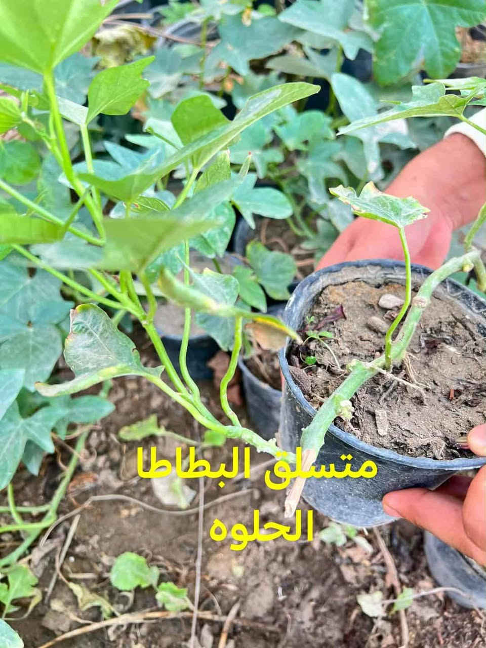متاح لدينا شتلات متسلق البطاطا الحلوه لطلب والحجز واتساب ***********
السماوه أو مراسلة الصفحه يوجد خدمة توصيل طلبات داخل السماوه
