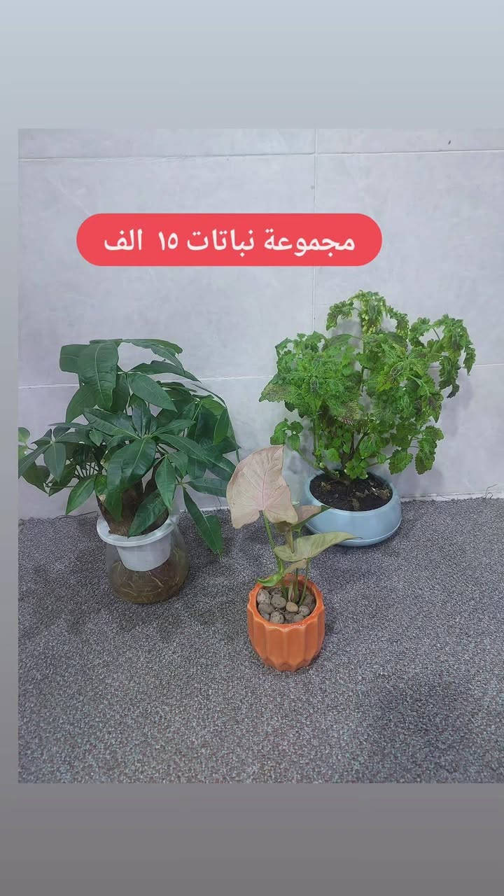 نباتات طبيعية للبيع هولنديه عروضنا مستمرة يوجد خدمه توصيل لجميع مناطق كركوك


**إذا كنت صاحب هذا الإعلان وتريد حذفه لأي سبب، رجاءا أرسل رسالة إلى الدعم الفني**