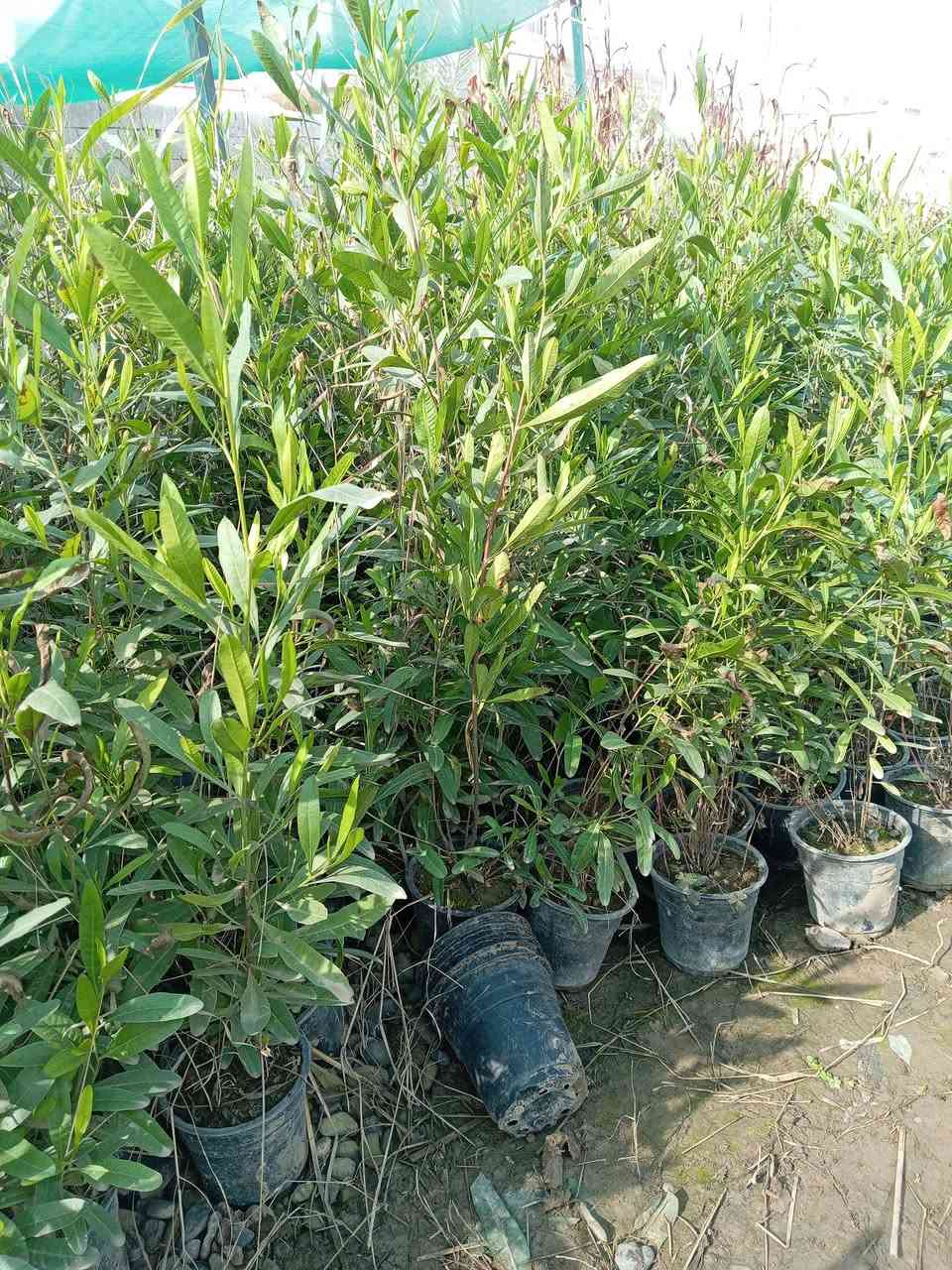 يتوفر لدينا شتلات ددونيه(اس)ارتفاع من 40 _70سم بأسعار مناسبه البيع بل جمله الموقع موصل سدة الرشيدية الاتصال بل رقم ***********كورك
