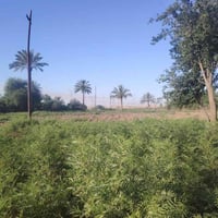 الحاوي • ٦ دونم • طابو