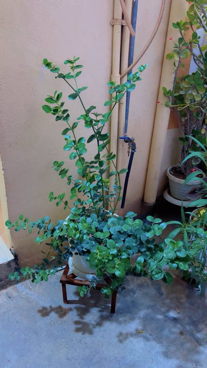 بۆ فرۆشتن/ کەلار


**إذا كنت صاحب هذا الإعلان وتريد حذفه لأي سبب، رجاءا أرسل رسالة إلى الدعم الفني**