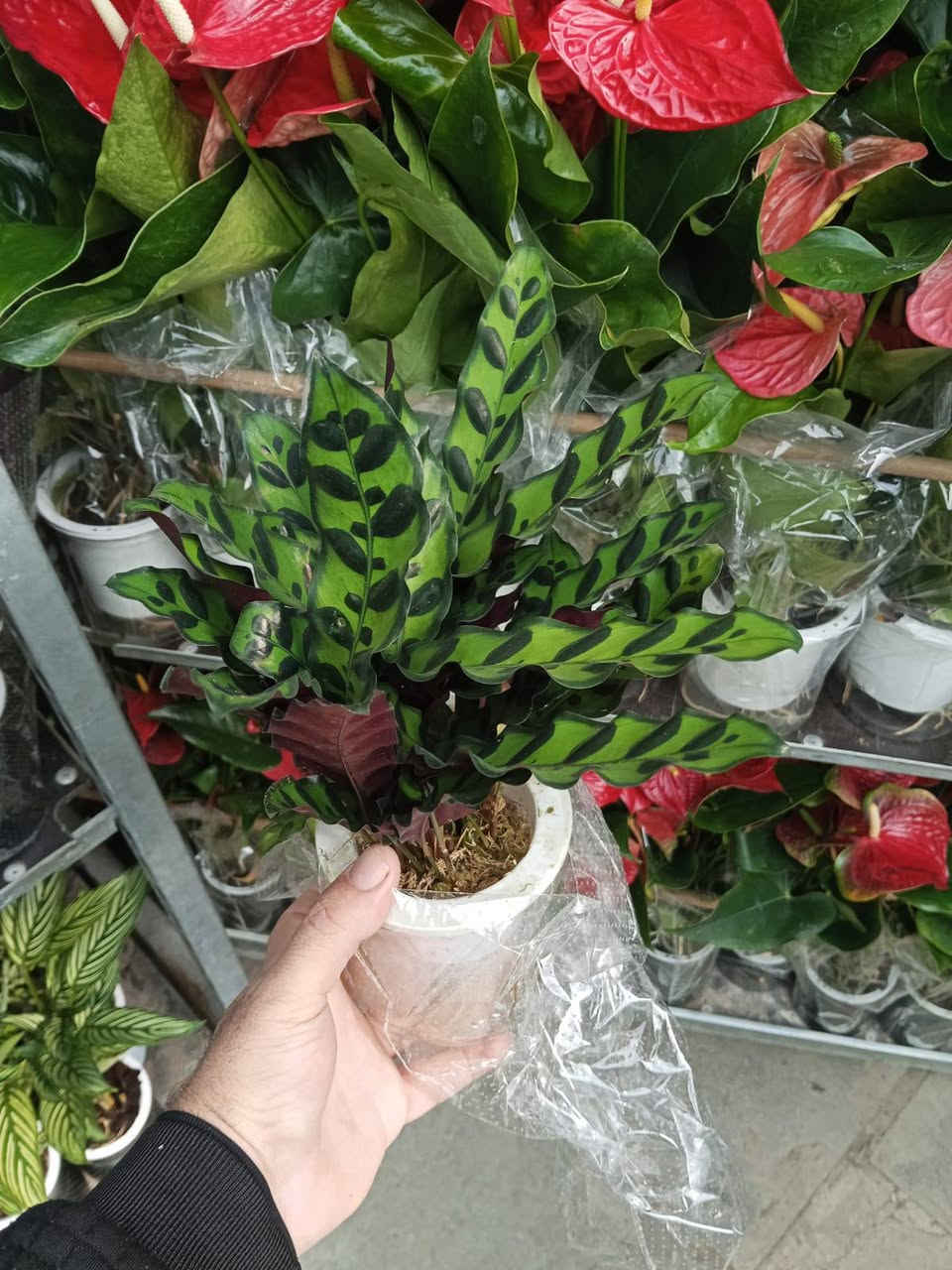 ياالله 
متابعينا الاعزاء 
توفرت تشكيلة مميزة وفريدة  ومختلفة من النباتات الظلية المائية 🌲🌹
والاسعار مناسبة للجميع ان شاء الله 

العنوان//بغداد سبع ابكار
التوصيل//لكل المحافظات العراقية 
الحجز//مراسلة الصفحة او واتساب ***********

#مشتل_زهور_النرجس #نباتات_ظلية #نباتاتي
#نباتات_مائية #ترند #اكسبلور_فولو #بغداد #العراق #بيع_نباتات #عراقي
