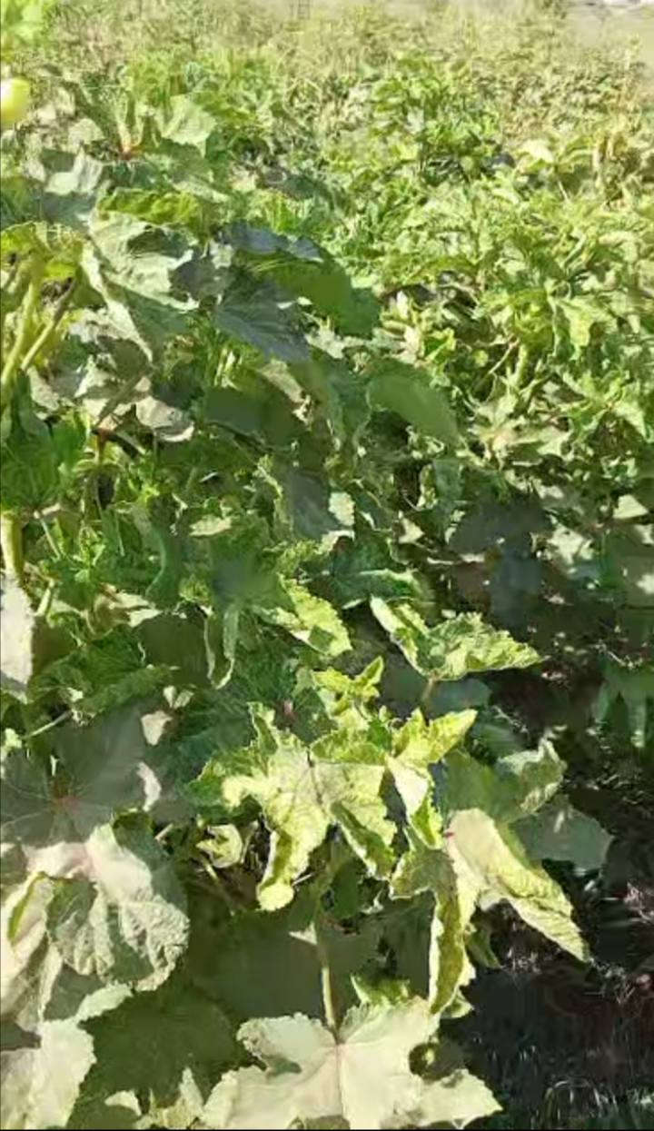 السلام وعليكم بذور باميه درجه أوله نوعيتهه هاي البتره الصلطانه للبيع ممتواجد خاص الاتصال ***********
