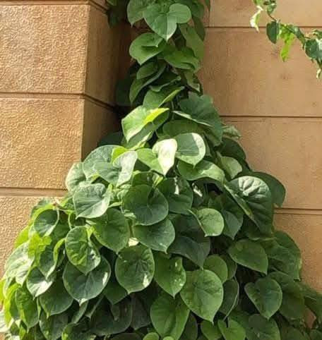 مشتل بيروميا  🌿
توفرت شتلات متسلق القنقينة (البلاب العراقي) 🍃✨

💰 السعر: 7 آلاف فقط
📏 الارتفاع: من 30 سم إلى 65 سم تقريبًا
🚚 التوصيل: متوفر لجميع محافظات العراق

🌱 المواصفات:
نبات متسلق سريع النمو، كثيف الأوراق، مناسب للأسوار والجدران والحدائق ويعطي تغطية خضراء جميلة.

☀️ التحمل:
يتحمل الحرارة وأشعة الشمس ويتأقلم بشكل ممتاز.

✨ الفوائد:
يضيف منظر طبيعي أنيق، يساعد على تزيين المساحات الخارجية، ومناسب لعمل ساتر أخضر جذاب.

📞 للطلب والاستفسار: ***********
🌿 وفر لحديقتك لمسة خضراء مميزة مع متسلق القنقينة 🌿
