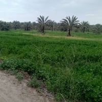 ضفاف دجله • ١-١٠٠٠ دونم • بساتين