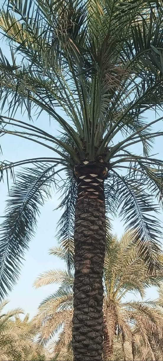 صواعيد نخيل جاهزون لتكريب وتنضيف النخيل وشلاع التال وشتال ***********
