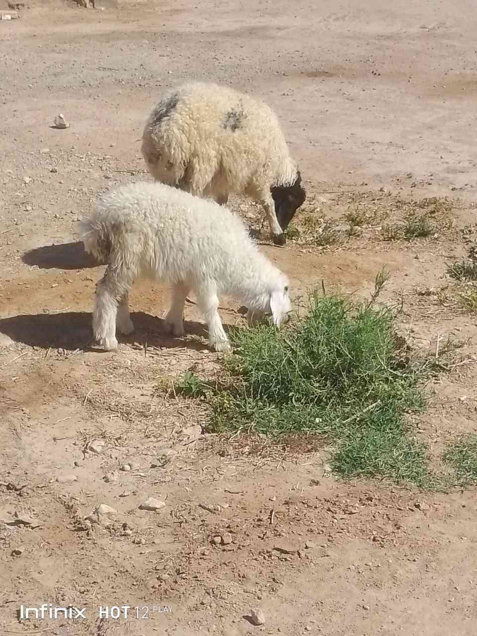طلي وفطيمه الفطيمه خشنه وسمينه شرط النصاح السعر 440 السكن القائم الكرابله لتواصل***********
