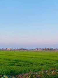 توجد دوانم في ابو غريب منطقة السميلات ترهم استثمار وشاليات على شارع وم...