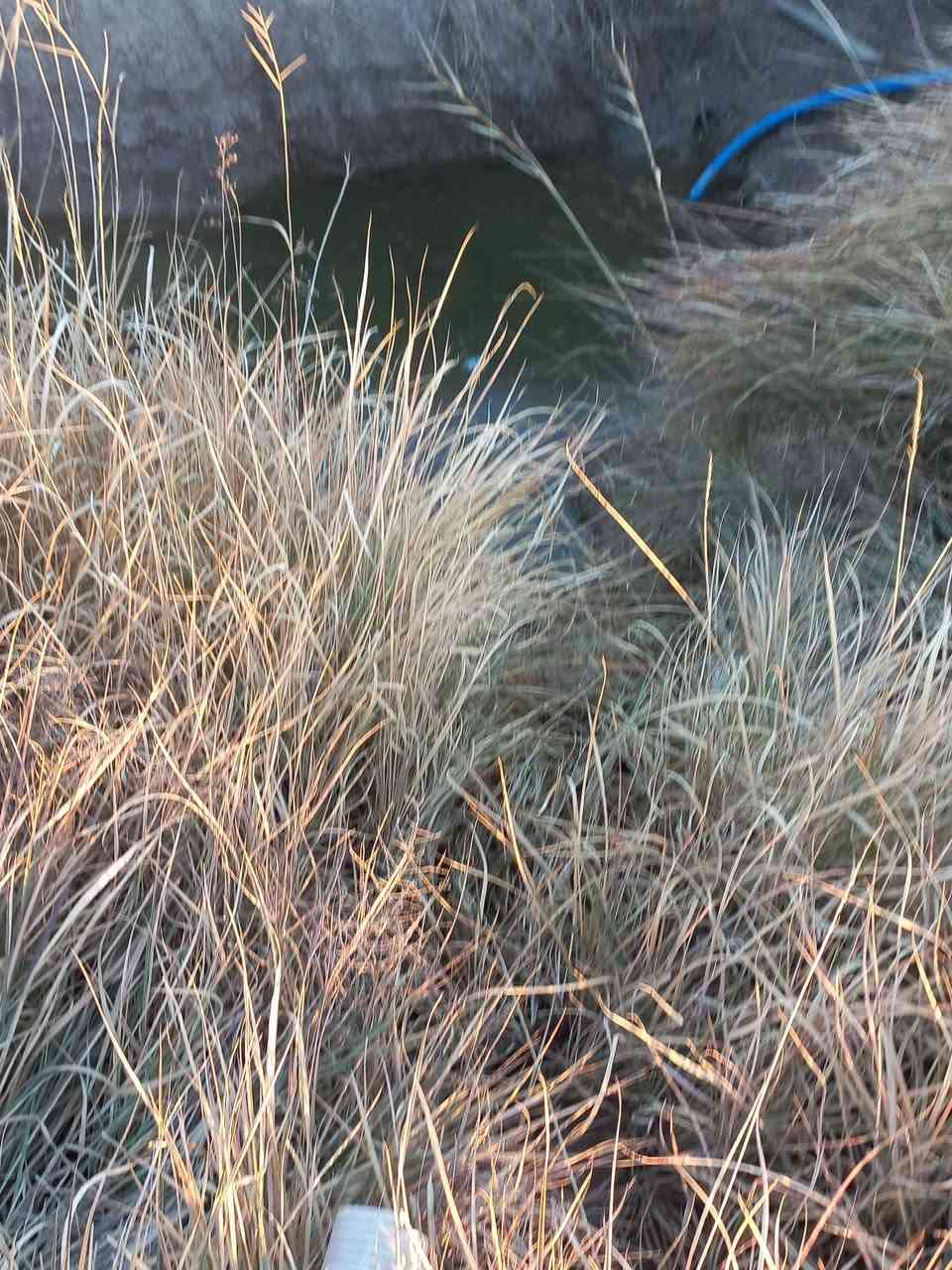 السلام عليكم ارض زراعية خمسة دونم مع بيت وحقل عجول سند٢٥ باسم شخص واحدمزروعة حنطة سعرمناسب خيكان الشوملي ***********او***********
