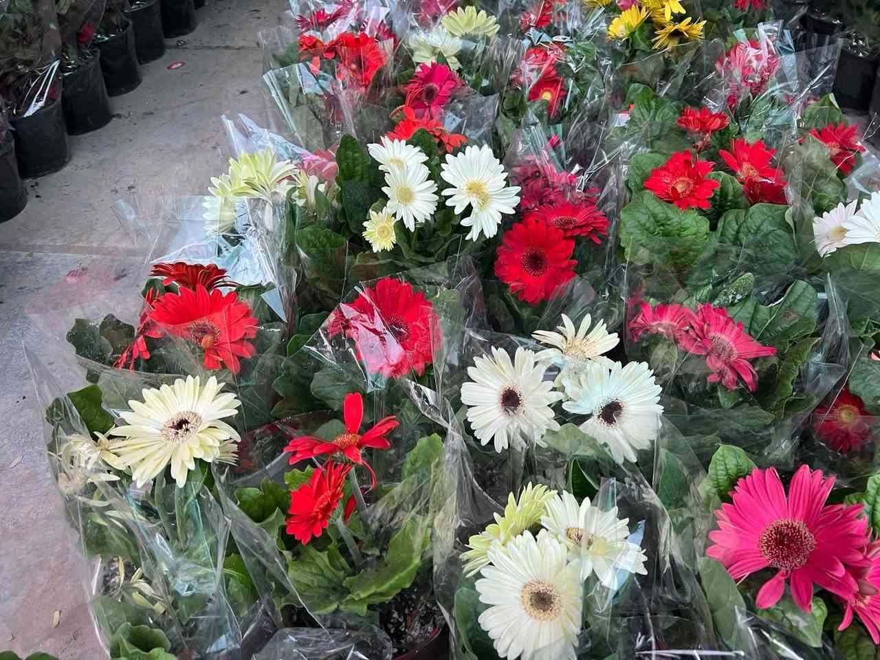 مشتل علي منار/***********
