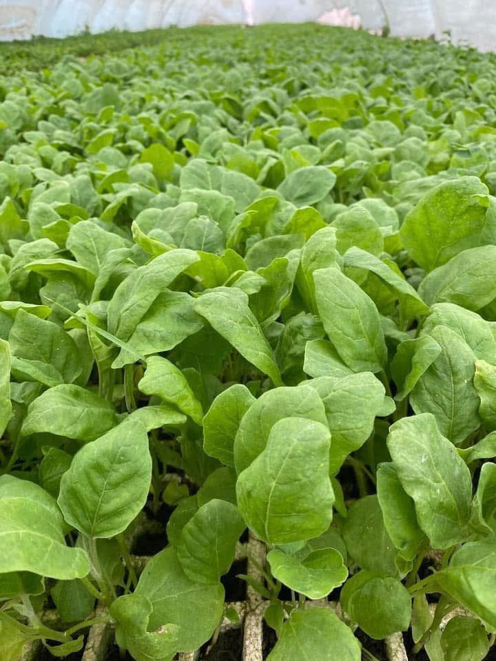 السلام عليكم
يتوفر لدينا كافة انواع الدايات بأسعار مناسبة جدا 

باذنجان  
فلفل بارد ، حار 
  طماطة 
كذالك يتوفر توصيل  للكميات لكافة المحافظات 

العنوان بابل - جبله - الحيدري 
للاستفسار 
***********
***********
