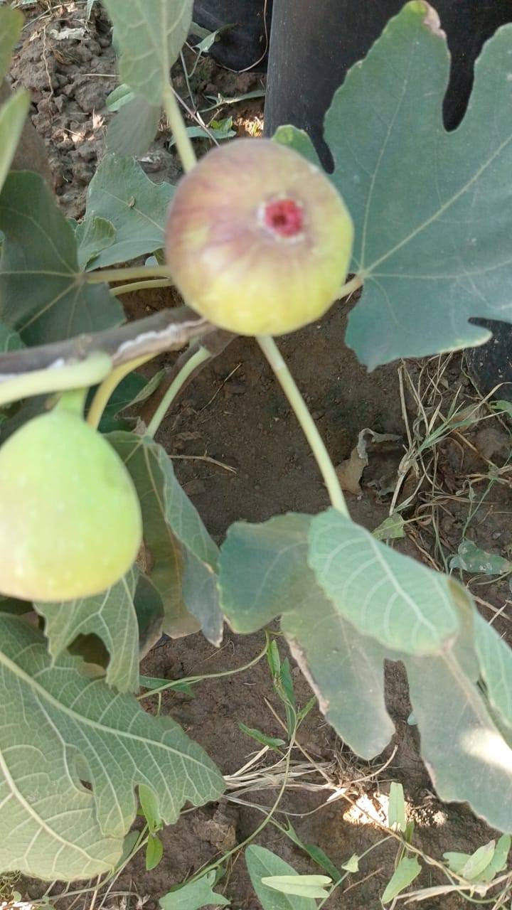 🌿🍈 تين براون التركي – إنتاج وفير وطعم لا يُقاوَم 🍈🌿

إذا كنت تبحث عن صنف تين قوي، ثابت الإنتاج، ومجرب في أجواء بغداد 🌞
نقدم لكم 🌳 تين براون التركي

🔸 ثمار متوسطة إلى كبيرة الحجم
🔸 لون بني نحاسي جذاب
🔸 لب أحمر عسلي بطعم سكري مميز
🔸 يتحمل حرارة الصيف
🔸 إنتاج غزير ومبكر
🔸 مناسب للزراعة المنزلية والبساتين التجارية

هذا الصنف معروف بنجاحه في مناطق الوسط، ويعطي حمل ممتاز مع العناية والتسميد المنتظم 🌱

✂️ تقليم شتوي خفيف = زيادة بالإثمار
💧 ري منتظم بدون إغراق
🌿 دعم بسماد عضوي أو مركب متوازن لنتائج أفضل

━━━━━━━━━━━━━━━

📍 متوفر الآن في مشتل الشاهين الزراعي – فرعين لخدمتكم:

🔹 الفرع الأول:
بغداد – الدورة
الشارع المقابل لعلوة الرشيد
قرب شركة دجلة للمشروبات الغازية
خلف منطقة أبو دشير
📞 ***********

🔹 الفرع الثاني:
بغداد – أبو غريب
خلف بانزين خانه جوهرة العدنان
📞 ***********

━━━━━━━━━━━━━━━

🚚 يتوفر بيع مفرد وجملة
🎯 خصومات خاصة للكميات وأصحاب المشاتل

🌳 ازرع الآن واستمتع بثمار وفيرة لسنوات طويلة
🌿 تين براون التركي… اختيار ناجح ومضمون بإذن الله

#تين
#تين_براون_التركي
#مشتل_الشاهين_الزراعي
#بغداد
#زراعة
