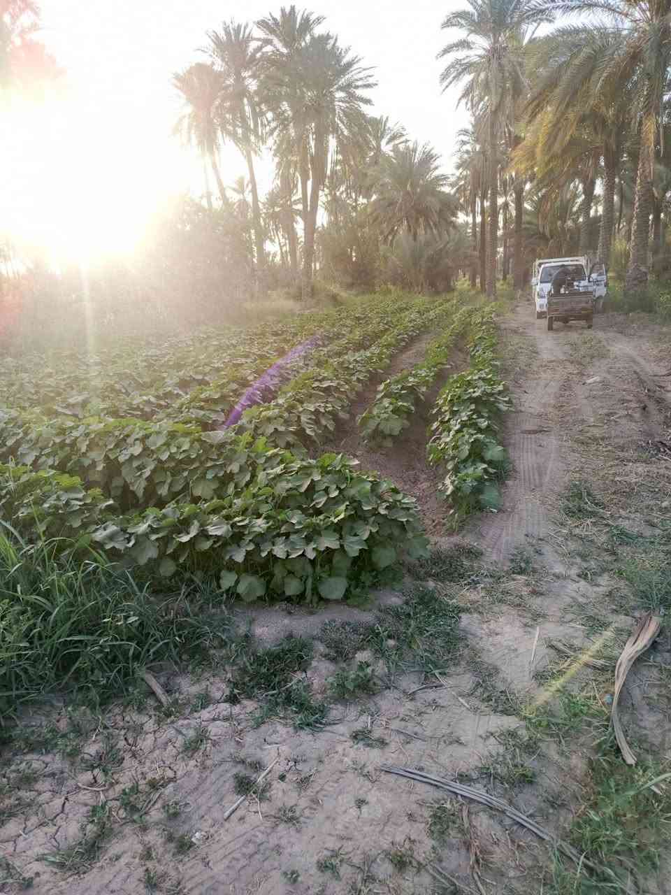 عندي بستان المساحه ٤ونص دوانم للبيع قريب حسينة سيد شاكر ولادة سند طابو زراعي بسمي سند ٢٥ زراعي على طريق شريفة بنت الحسن تبعد عن الشارع العام ١٠٠متر منطقة ابي غرق الوسط قريب بيت ***********فارس الجديد سعر الدونم ٩٠مليون بس الشراي يتصل بدون زحمه عليكم
