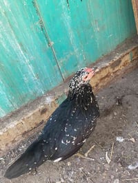 دجاج عربي • دجاج بلدي • دجاج للبيع • طيور • دواجن • رمادي • حي الجمهور...