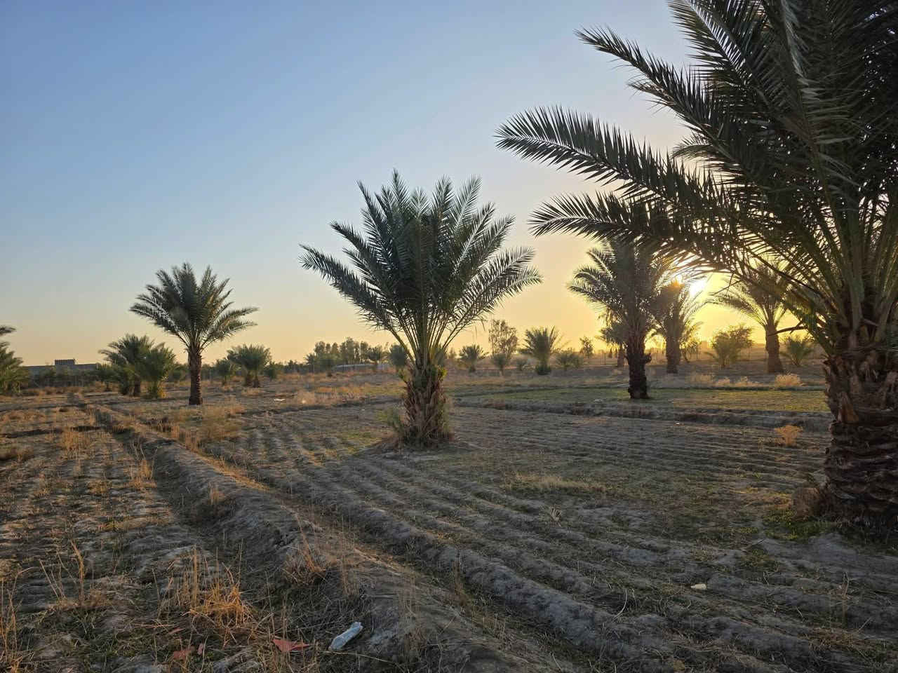 مزرعه للبيع 4 دوانم وجها  ع تبليط تبعد عن طريق الدغارة ديوانيه 700 متر// بيه مشتمل سند 25 بيها اجازه بستنه   خلف مطعم 🍴 واثق قرب معمل الزفت/***********
