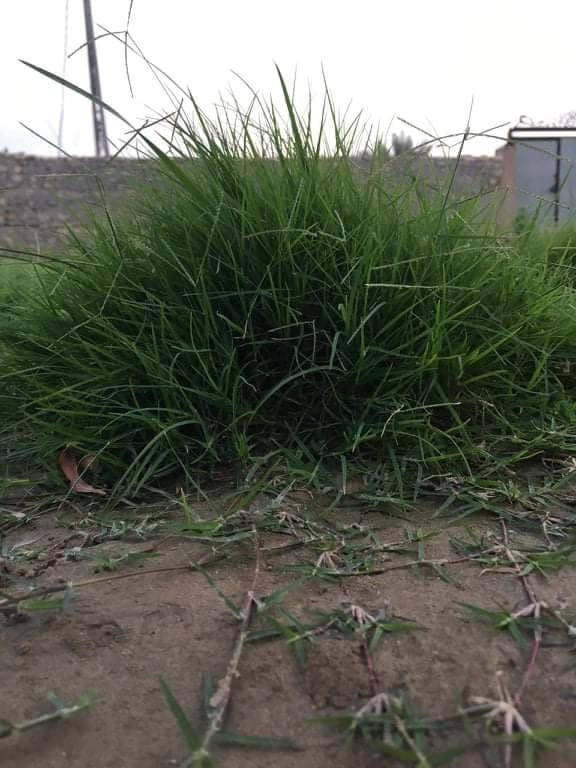 ثيل ديالى الطبيعي #***********#
