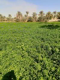 دونم برسيم • شارع المفاخر • قريب مدرسة المفاخر