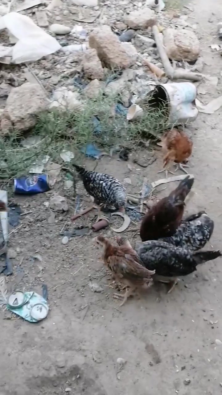 سلام عليكم اخون متاح فراريج عرب عمرهن من شهرين ونص لحد 3اشهر ملقحات وماخذات كافت العلاجات والفيتامينات عرب اصلي بل شرط وصحتهن خير من الله مفرد زوج 12 واذا شلع بيهن مجال عددهن بين 70و ال 80 ماحسبهم اليريد يراسل خاص او يتصل *********** عنوان داقوق
