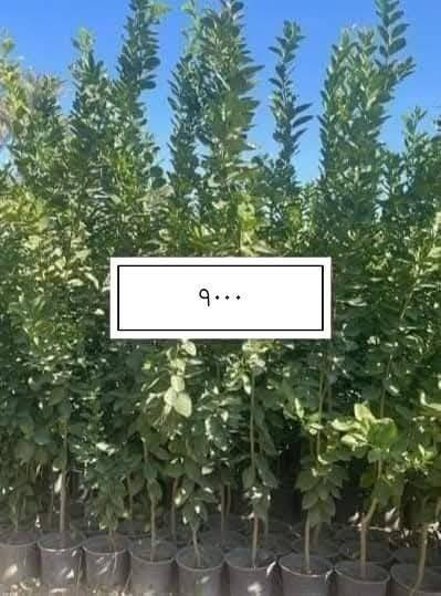 السلام عليكم ورحمة الله وبركاته
كل عام وانتم بالف خير وصحه وسلامه 

إخواني الكرام 🌱
منشور جديد يتضمن تخفيض الأسعار ، شرط كما في الصورة.. 

للاستفسار أو لمعرفة الموقع بشكل أدق، راسلونا على الواتساب:

📞 ***********
📞 ***********

نوفّر لكم أفضل الأصناف من حيث الجودة والنوعية.

📍 العنوان:
بغداد – اليوسفية – الرضوانية الشرقية
طريق معمل زينب مشتل الرضوانية 
مجاور الملعب ومحطة الخليج لغسل السيارات.

كميات محدودة
١.ددونيا 600جمله
٢َ.كاربس متر إلى، متر وربع 1000
٣.جوري عراقي 1500
٤.ثيل هندي متر مربع 2000
٥.زيتون متر 1500
٦.برتقال متر 2000
٧.برتقال مترين سندانه خمس سنوات 9000
٨.لالنكي اكينو متر ونص 3500
٩.نومي حامض عراقي متر وستين فما فوق 3500
10.اكاسيا مصريا متر وستين إلى مترين 5000
١١.غلنطوز متر وثمانين إلى مترين 1500
١٢.البيزيا لبخ متر وسبعين إلى مترين 4000

📞 أرقام المشتل:
*********** (واتساب)
***********

---

🌳 الأسعار والأنواع

📍 موقع المشتل على الخريطة:
https://maps.app.goo.gl/EfkBiYR7ezQDtA6v5

حياكم الله وتشرفونا بزيارتكم 🌿
