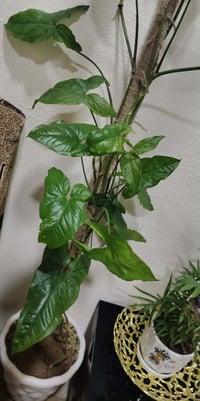 نباتات • ديكور • حديقة