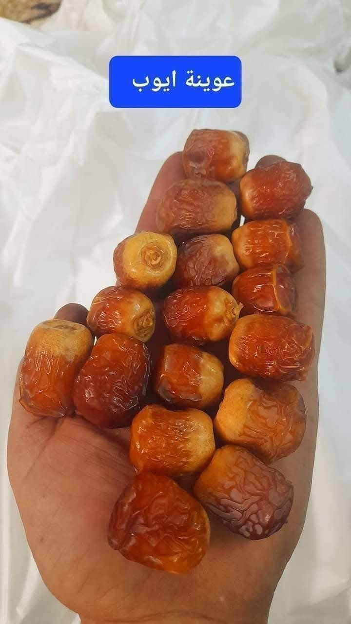 متــــــوفــــر
متوفر فسائل شيشي ب50 الف مع القلع
فسائل عمراني الفسيل ب 25 الف مع القلع
فسائل ام البلاليز الفسيله 75 الف مع القلع
فسائل ام دهن سعر الفسيله 50 الف مع القلع
فسائل بلكه سعر الفسيله 50 الف مع القلع
فسائل بربن الفسيل ب 25 الف مع القلع 
فسائل بريم الفسيل 35 الف مع القلع***********/
