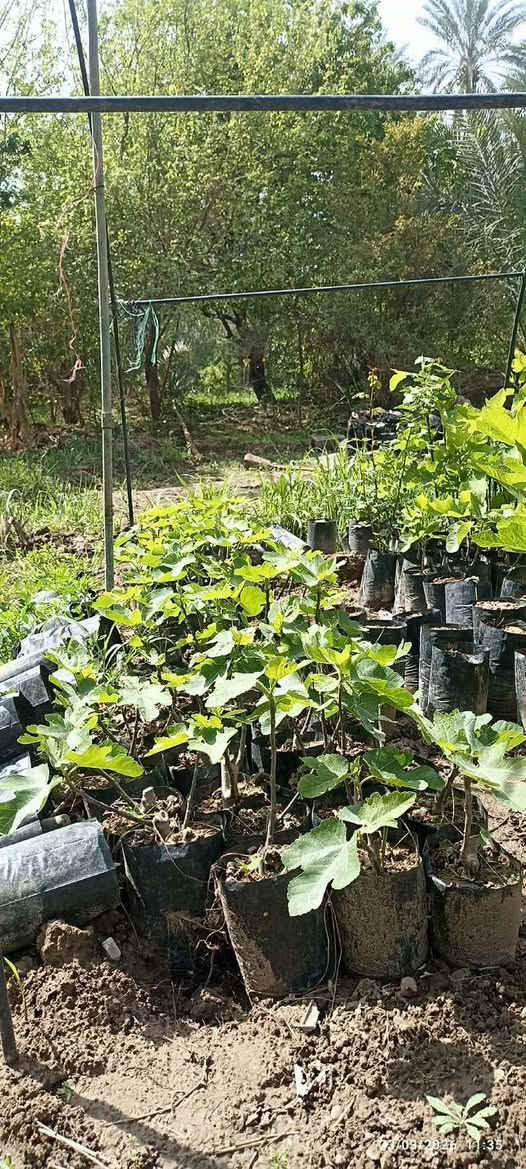 متوفر شتلات تين سعودي +اخضر سعر ٣٠٠٠ ثلاثة الاف سعر الشتلة واحدة

‏‪0781 245 298‬‏


**إذا كنت صاحب هذا الإعلان وتريد حذفه لأي سبب، رجاءا أرسل رسالة إلى الدعم الفني**