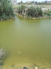 نص دونم • واجهة نهر • ابو الخصيب