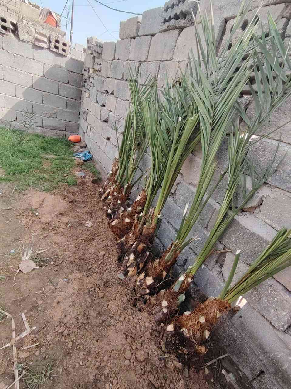 السلام عليكم بريم السعر ٣٥ ويوجد لدينا توصيل لكافة محافظات العراق ***********
