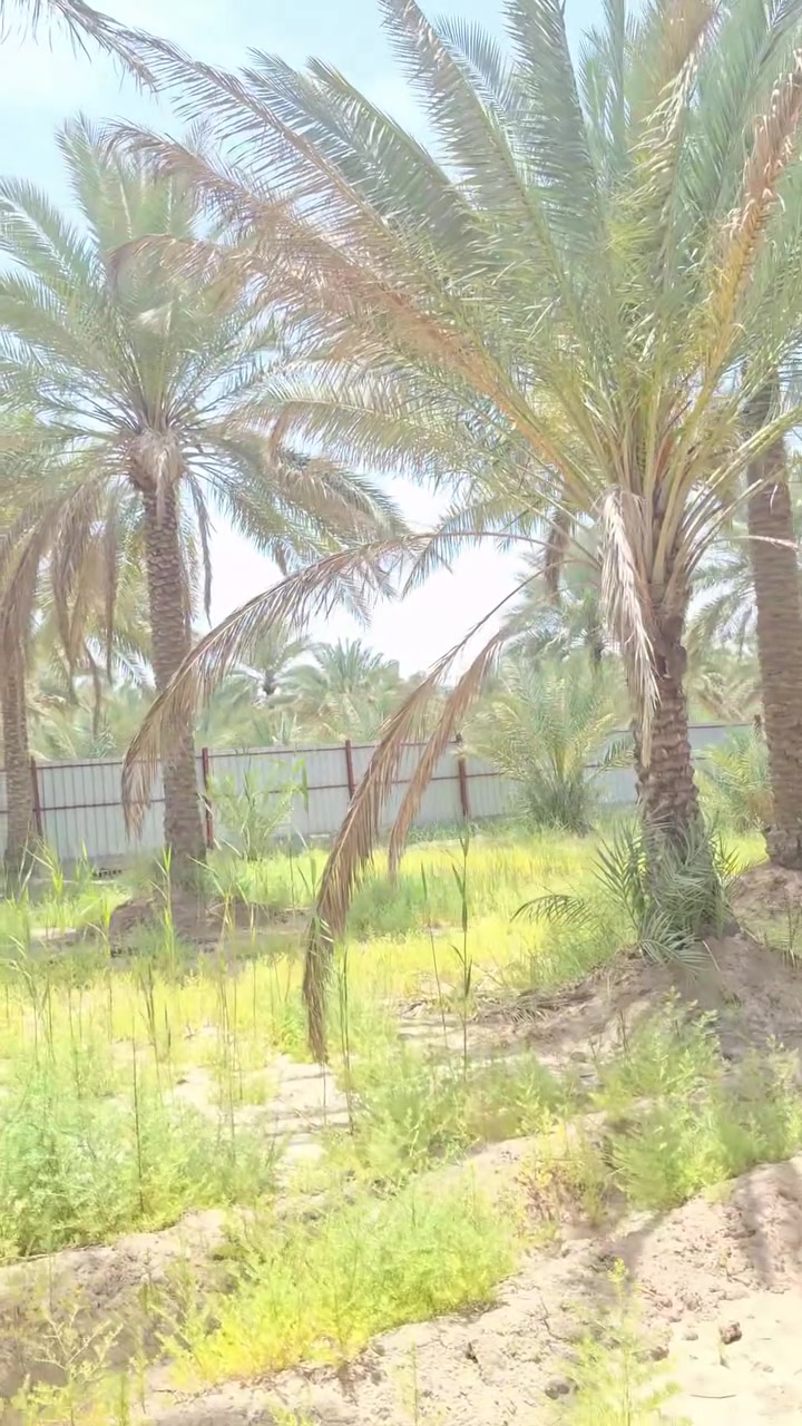 *********** 
***********
فارس الشمري
