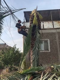 تقطيع الشجار ونخيل كرخ ورصافه للاتصال 07811056415. 07764076112 وتساب