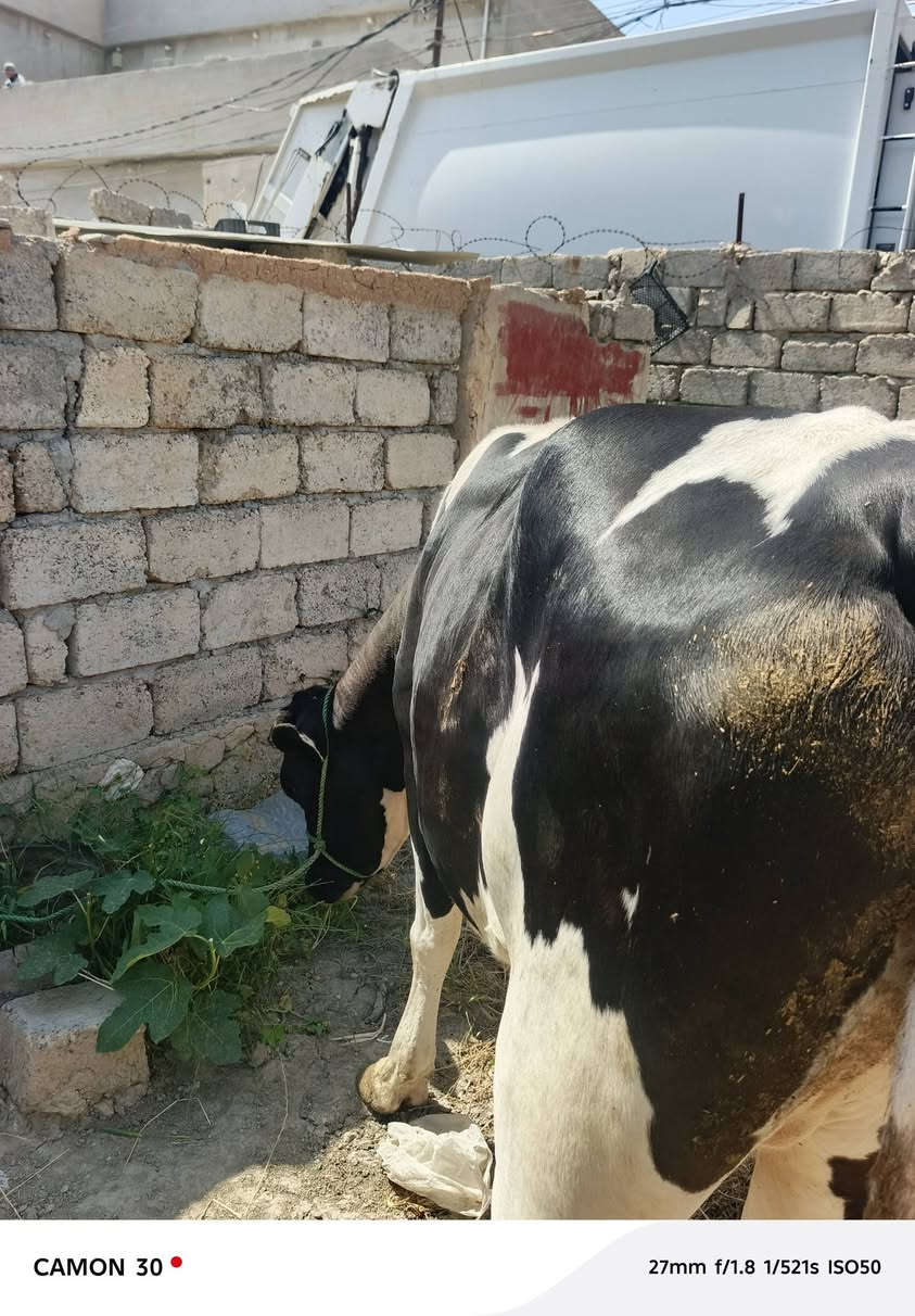 سلام عليكم ذبح باجر ان شالله سعر الكيلو 13 نقد


**إذا كنت صاحب هذا الإعلان وتريد حذفه لأي سبب، رجاءا أرسل رسالة إلى الدعم الفني**
