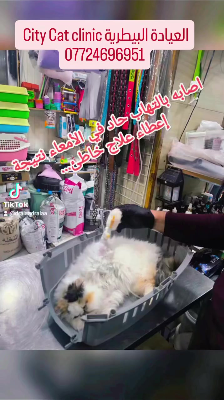 #الشعب_الصيني_ماله_حل😂😂 #حله 
#اخوان من الضروري الإنتباه إلى العلاجات التي يتم إعطاءها إلى الفيك وخاصة السنوريات 🐆🐅🐩🐈 
يعني القطط..
#لتجنب أي مضاعفات خطيرة..قد تأدي إلى الوفاة....نتيجة إعطاء أي علاج خاطئ...
#حالة 🐈تسمم دوائي....نتيجة إعطاء علاجات 
حاله تعاني من:- 
فقدان الشهيه 😣
خمول 😞
قيئ مستمر 🤮 
اسهال شديد 🫠 
جفاف شديد 🥺
حالة عدم استقرار 
بعد الفحص والتشخيص 🧑‍⚕️ 🩺 
وبعد الاستفسار من المربي لوحظ وجود تسمم مع تضرر بالكبد ...
تم وعلى الفور إعطاء المحاليل الوردية اللازمة...ومن ثم إعطاء العلاجات اللازمة لازالت تاثير الادويه ....وبعد مرور عدة أيام والحمد لله تم اكتساب الشفاء التام 😻 💯 
العيادة البيطرية City cat clinic 
جمعية -الشارع الخدمي-قرب اليهوديه مقابل البشير للتمور العالمية من جهة الشارع الخدمي قرب 
للحجز والاستفسار يرجى مراسله الصفحه او الاتصال على الرقم ***********
تتوفر خدمه توصيل لجميع المحافظات 🛵
