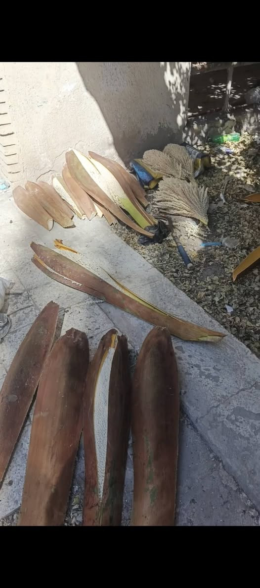 يوجد لقاح نخيل🌴 تريد جمله او مفرد موجود، تريده علاج او تريده لقاح لنخلتك..... ونفس الؤقت انا عملي حدقچي فلاح اي شيء تحتاجه موجود (***********) مهند الكعبي متواجد بأي ؤقت وبأي منطقة
