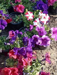 كربلاء • توصيل مجاني • قطعة