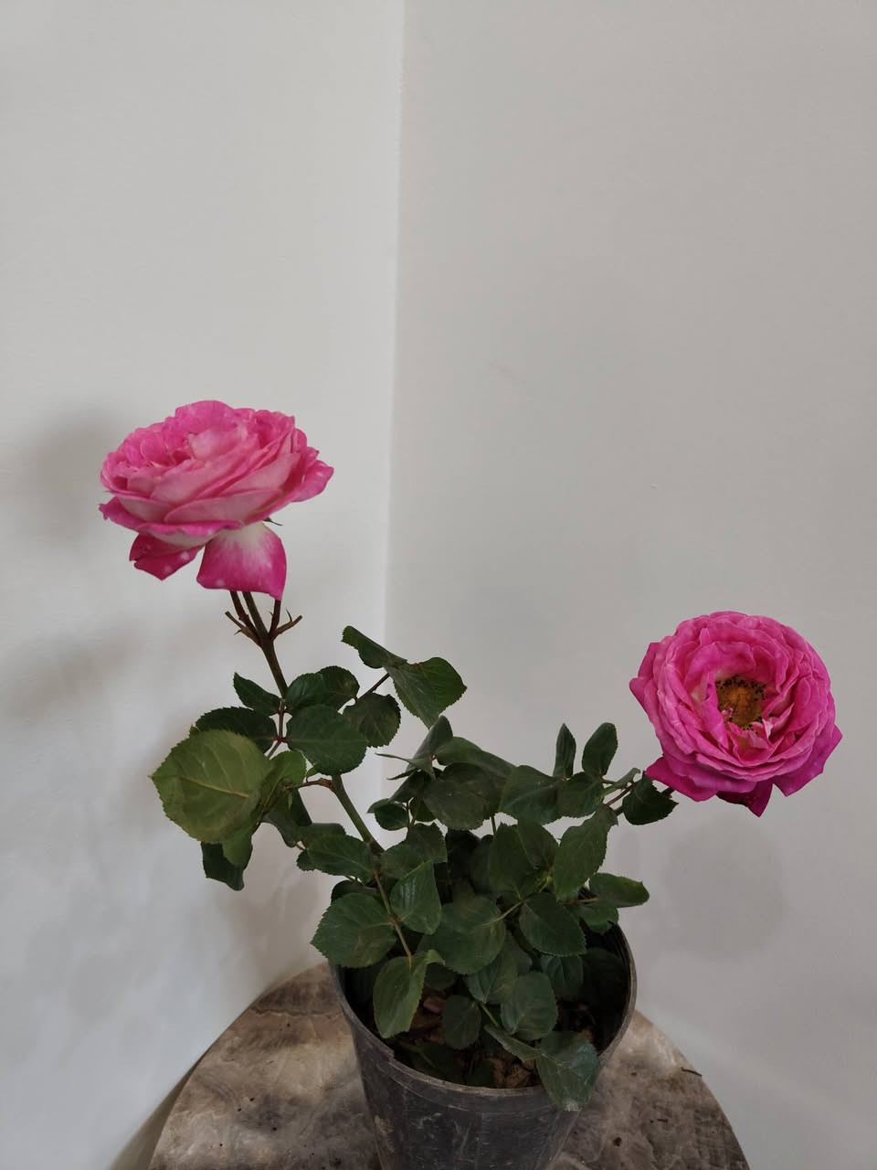 رمضان كريم 

وصول وجبة جديدة من النباتات الظلية والمنزلية 

جميع النباتات بصحة جيدة ومطابقين للصورة

مكاني موصل حي السكر قرب جامع الرحمة 

يوجد توصيل داخل الموصل ولجميع محافظات العراق 

للحجز والطلب مراسلة الصفحة او التواصل على رقم الواتس 

***********

لمعرفة الاسعار علق عالنبتة التعجبك ونردلك السعر 

#برعم_للنباتات_المنزلية
#نباتات_ظلية
