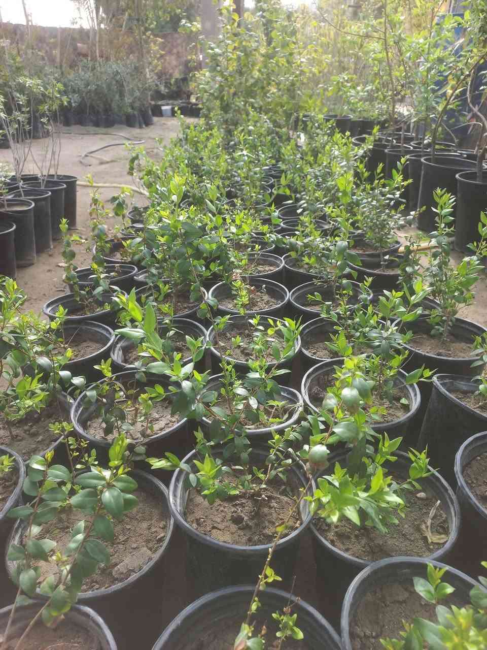 #ياعلي بفضل رب العالمين وصلت وجبه جديده من النباتات الخارجيه والأشجار المثمره بأسعار جدا مناسبه .
للحجز والاستفسار مراسله الصفحه او الاتصال علئ الرقم التالي :
***********
