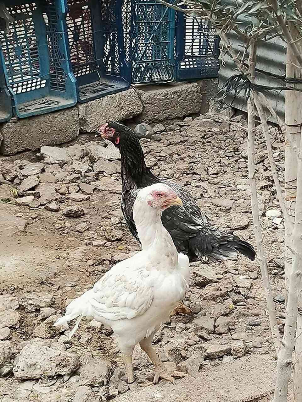 سلام عليكم للبيع بيض هندي بوتاني سعر التوصيل  ***********
