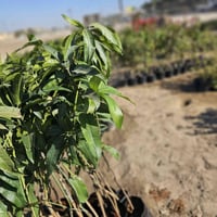 شتلات منكا • متر ونص • غزير الإنتاج