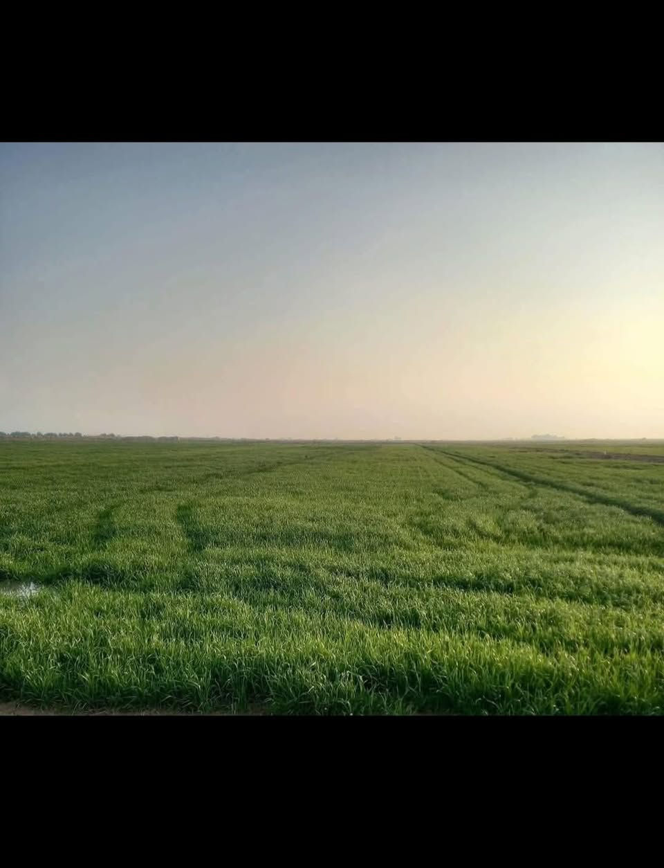 للبيع كاع زراعيه معدله ليزر. متوفر ماي صيف شتاء طابو زراعي سند  ٢٥ تحويل مباشر باسم المشتري مساحه ١٠ دونم و٢٠ و٣٠ و٧٠  دونم متوفر سعر الدونم بلاش ١٥ مليون العنوان حله خلف جامعة بابل البزل الرءيسي جهة اطفيل ال سهلان ***********  و***********
