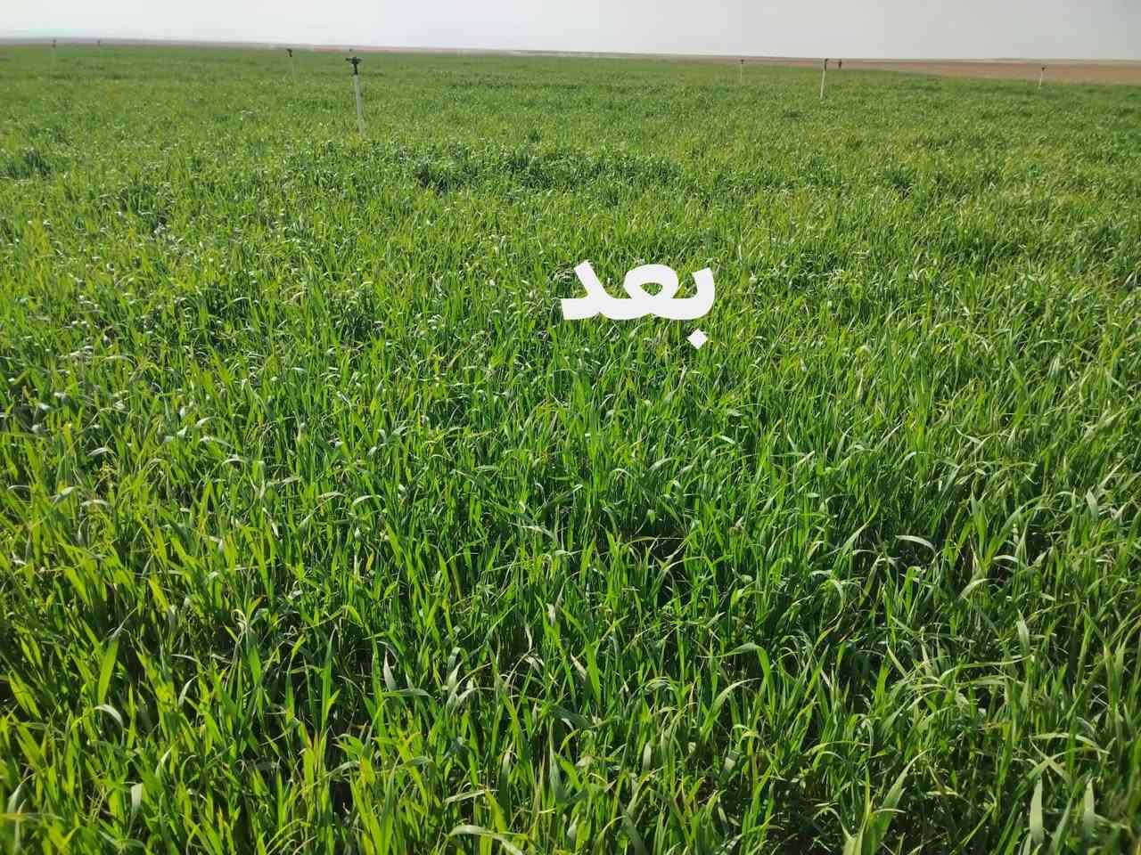 بفضل الله تعالى 
نتائج الأسمدة الورقية الخاصة 
من أرض ناحية الزاب قرية الحسينية 
حقل الفلاح: الشيخ خالد النايف 
تجهيز شركة ربيع الياسمين 
المهندس: سمير علي الطاهات 
للطلب:***********
مع وجود خدمة التوصيل كافة محافظات العراق
