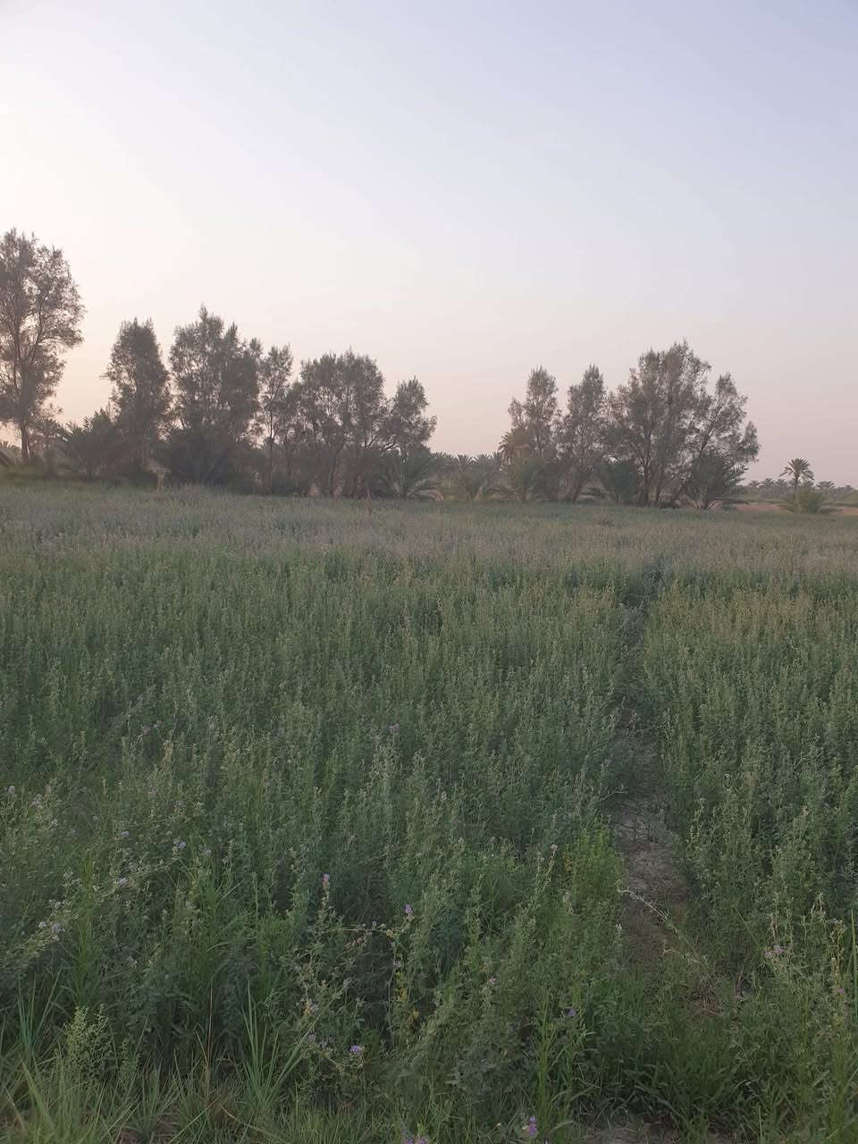 للبيع مزرعه ٦ دونم وربع طابو زراعي ٢٥ 
شارع النيل القديم قرب مخازن القمه 
***********
