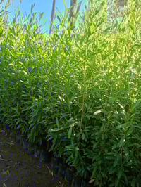 ددونيا • ارتفاع متر • تقاطع سبعه نيسان