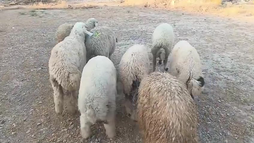 سلام عليكم طليان للبيع شلع او مفرد شراي يتصل ***********خاص واتساب توصيل موجود مكاني حي البتول
