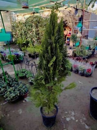 سرو • متر ونص • مشتل ضفاف دجلة