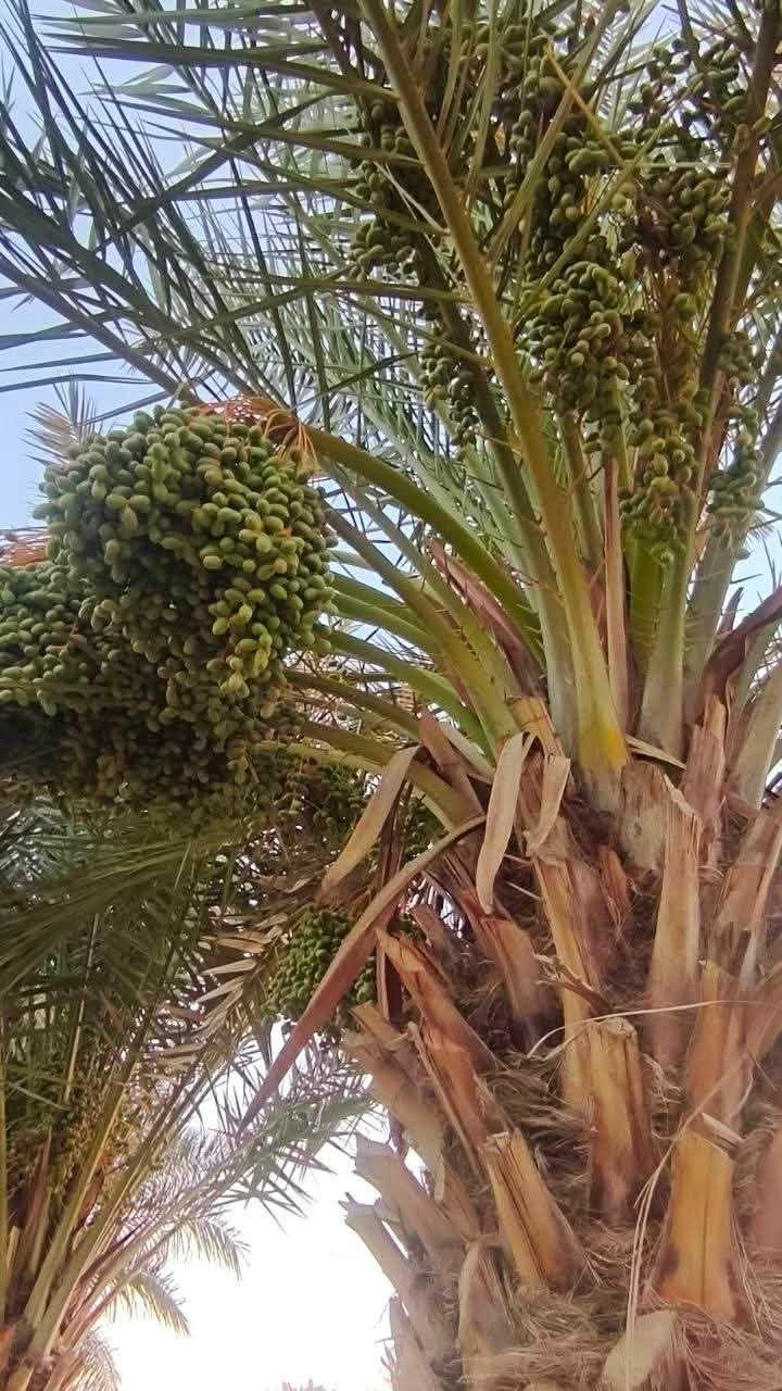 بستان دونمين نخل حمال كاع حلوه كافة الخدمات ماء وكهرباء شارع مكانه الناصريه
الفريحي السعر ٦٠ قابل للتفاوض رقم الهاتف

‭***********‬
