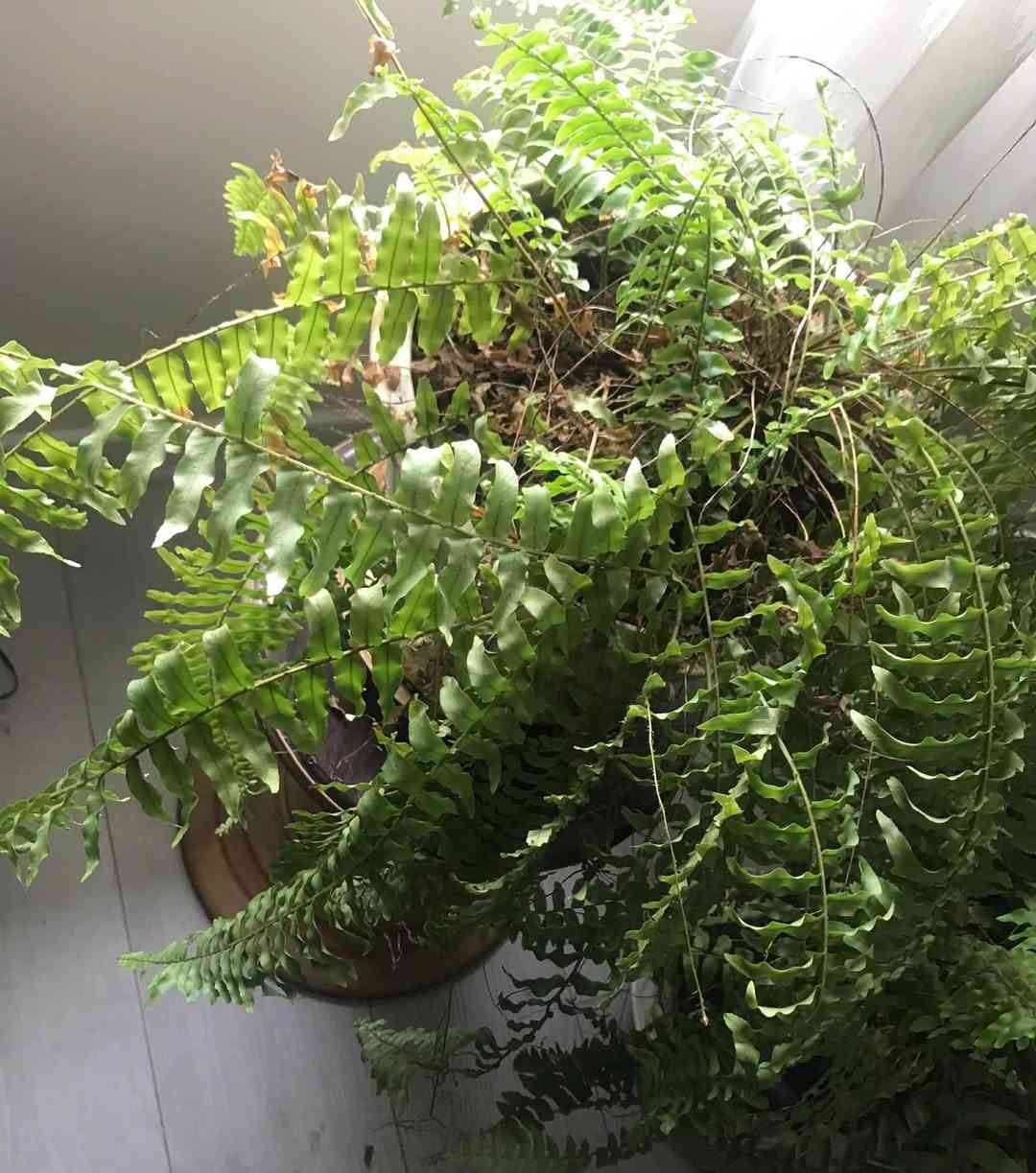 ڕوەکی فۆجێر  تەمەن ٣ ساڵ بۆناوماڵو لەشوێنی شیداریش دەبێت 
نرخی ١٢ هەزار بۆ زانیاری زیاتر پەیوەندی بکە بە 
***********               سلێمانی السليمانية, العراق
