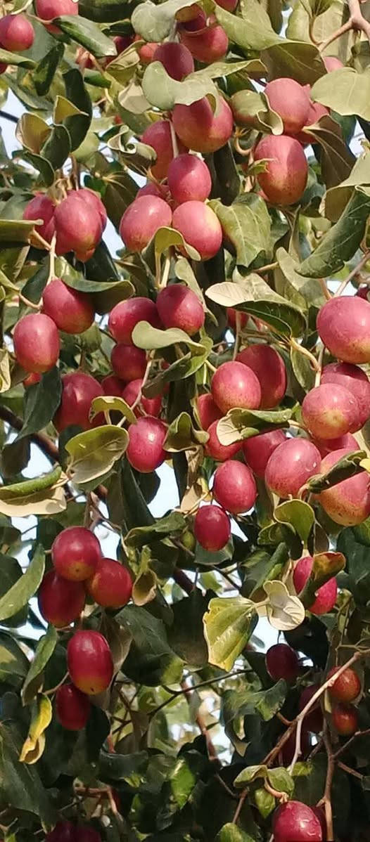 اتصل على الرقم *********** وجيك للبيت تطعيم نبك حشري الى انواع جيده وباسعار مناسبه مكاني كربلاء الحسينيه
