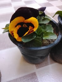 ورد طبيعي • السندانه