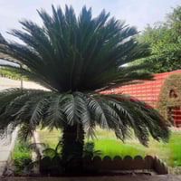 سايكس عدد2 للبيع ارتفاع اكثر من متر سعر مليون وميه الوحده للتواصل  079...